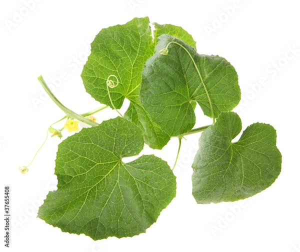 Obraz Green sprout melon on the white background (Cucumis melo)