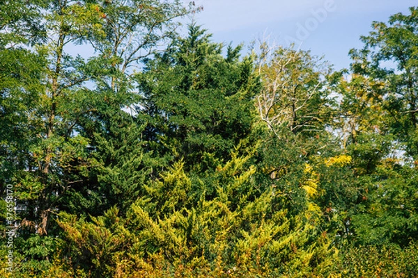 Fototapeta View of green leaves and branches from trees during autumn in France in the afternoon
