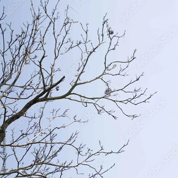 Obraz Tree roots without leafs