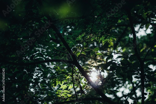 Obraz Leafs texture in a sunny day