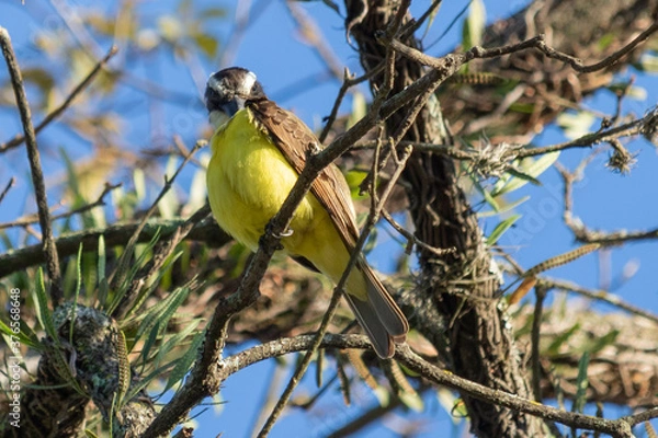 Obraz 
Birds in my backyard