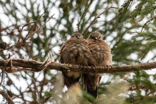 Obraz 
Birds in my backyard