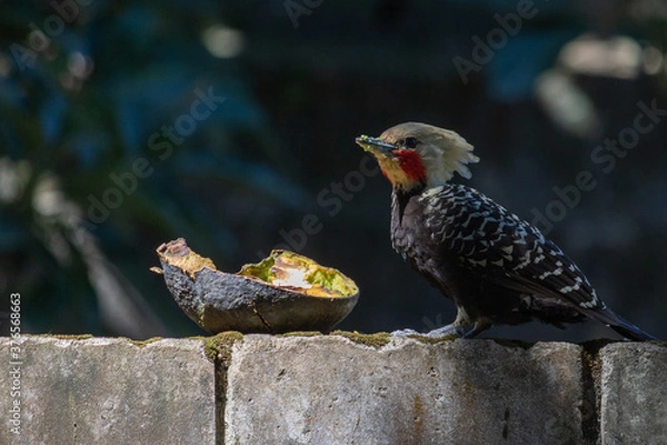 Obraz 
Birds in my backyard