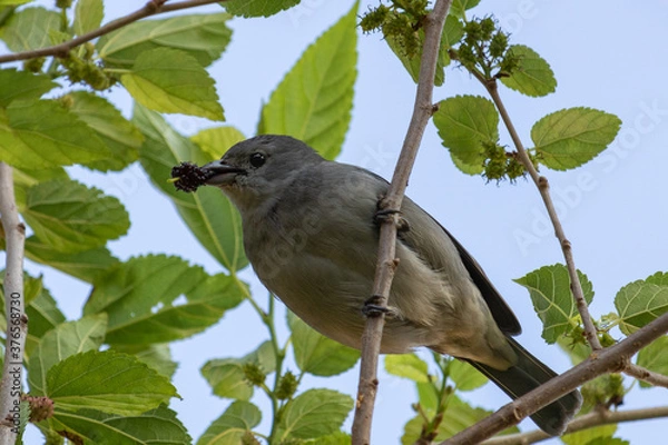 Obraz Birds in my backyard
