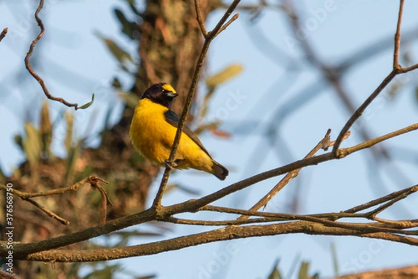 Obraz 
Birds in my backyard