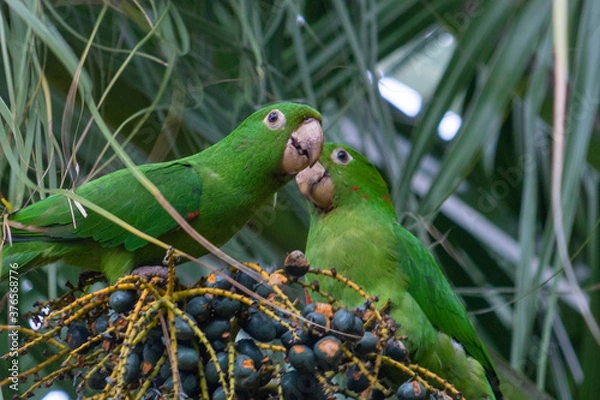 Obraz 
Birds in my backyard