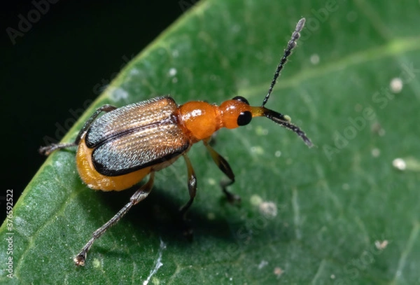 Fototapeta Macro Photo of Orange Weevil on Green Leaf