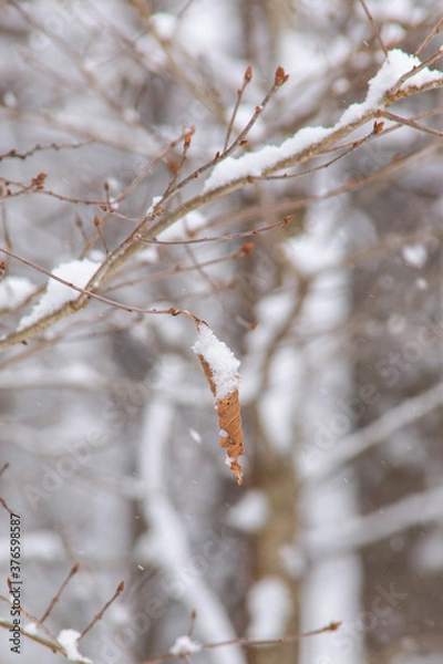 Fototapeta 茶色い葉の上に積もっている雪