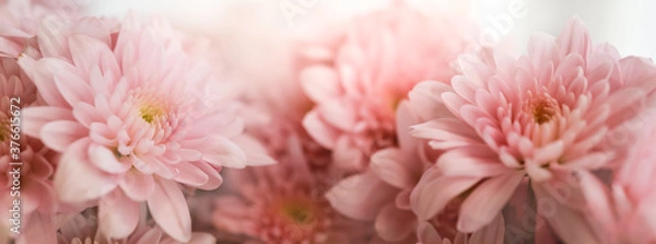 Fototapeta Closeup of beautiful nature pink flower with white background and copy space using as background natural plants landscape, ecology cover page concept.