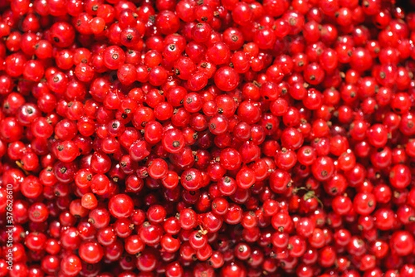 Fototapeta Fresh red currant berries, closeup