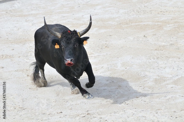 Obraz Black bull with bleeding muzzle preparing to charge