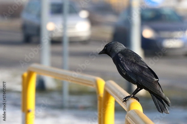 Obraz Crow in the City