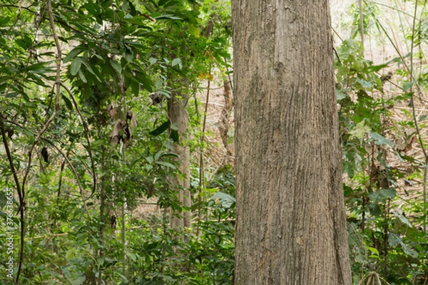 Obraz Teak tree in the forest with blurred background