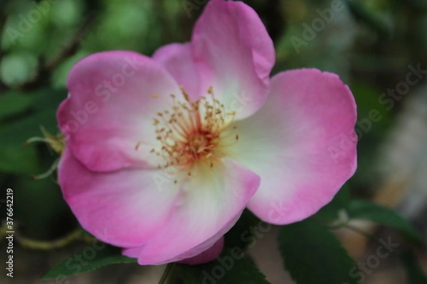 Fototapeta Superb romantic pink and yellow single  heritage  rose Fruhlingsmorgen or Spring Morning  blooming in late  winter after rain  adding fragrance to the bare winter garden scape is beautiful.