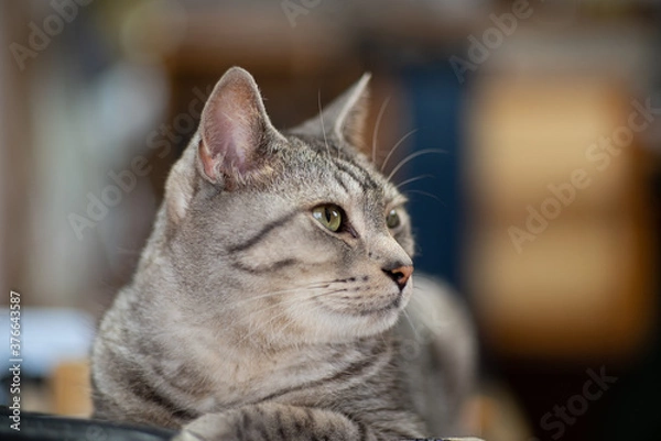 Fototapeta 見つめる猫　　サバトラ猫