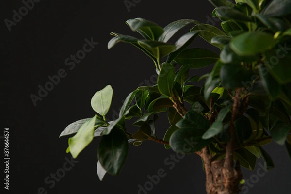 Fototapeta Close up view of a bonsai Ficus benghalensis plant against a dark background