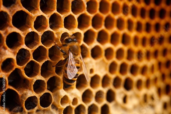 Obraz Bee on honeycomb
