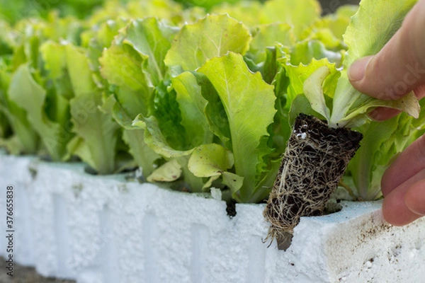 Obraz A woman's hand extracts the Salad Seedlings from the container. Ready for transplant