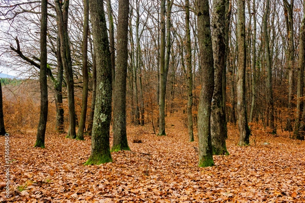 Fototapeta leafless beech trees in the forest. moss on the tree trunk. beautiful autumn scenery in november