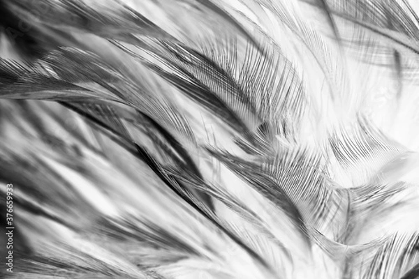 Obraz feather dark black with light abstract background