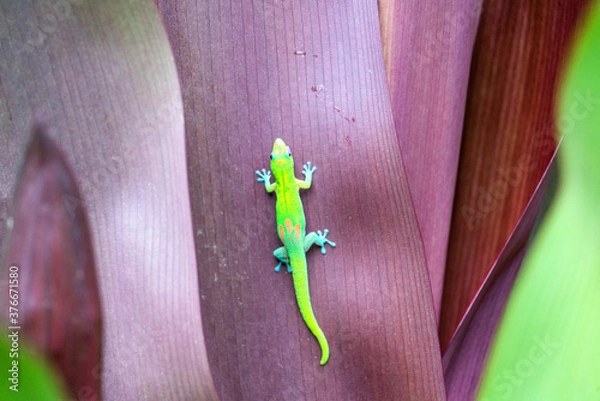 Obraz Gold Dust Day Gecko Hawaii
