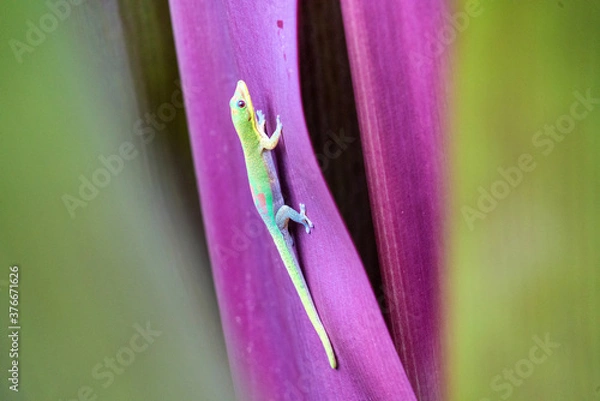 Obraz Gold Dust Day Gecko Hawaii
