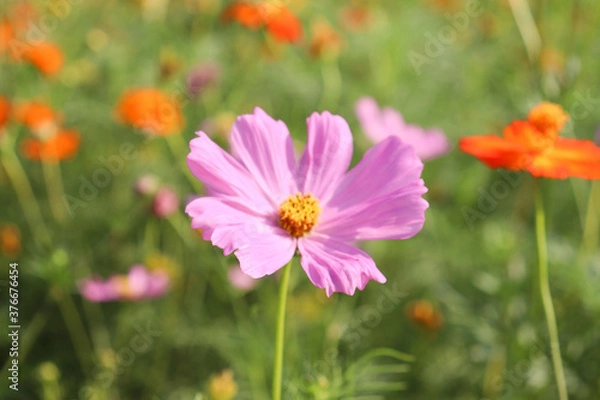 Fototapeta コスモス ピンク 