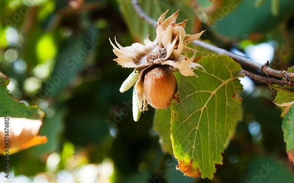 Fototapeta Hazelnuts on the tree. Autumn season.