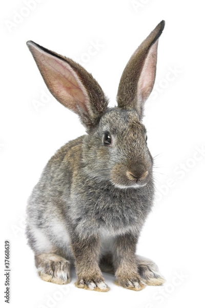 Fototapeta gray rabbit