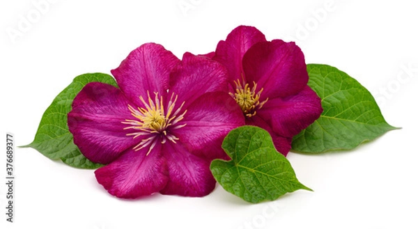 Fototapeta Two red clematis.