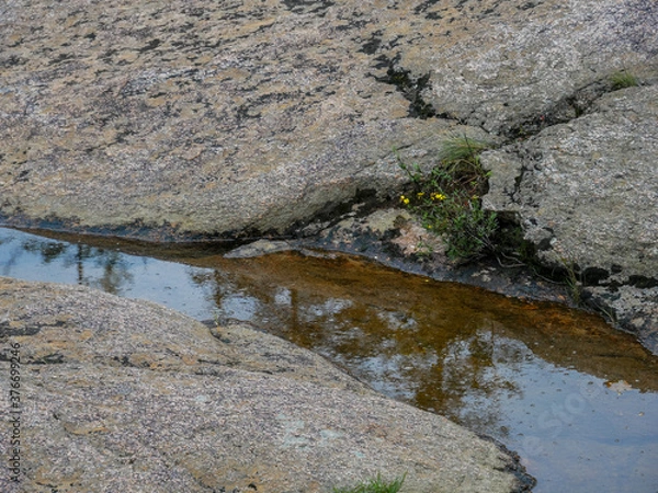 Obraz large stones close-up of water and plants