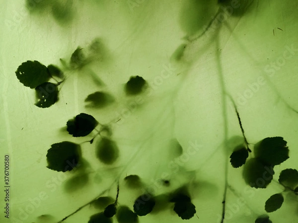 Fototapeta the leaves of the tree are visible through the awning