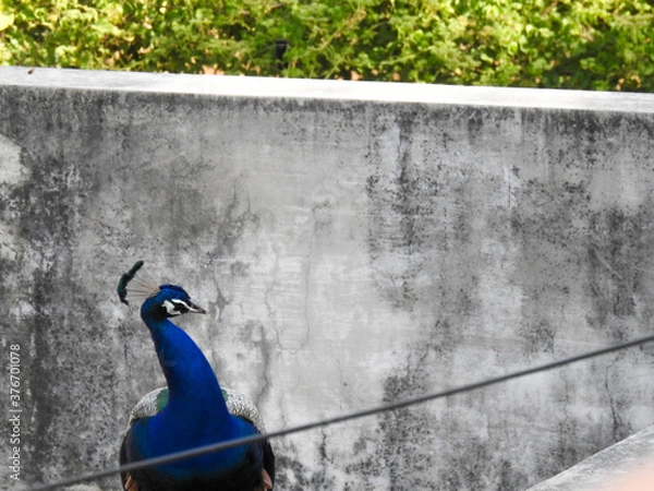 Obraz peacock in the park