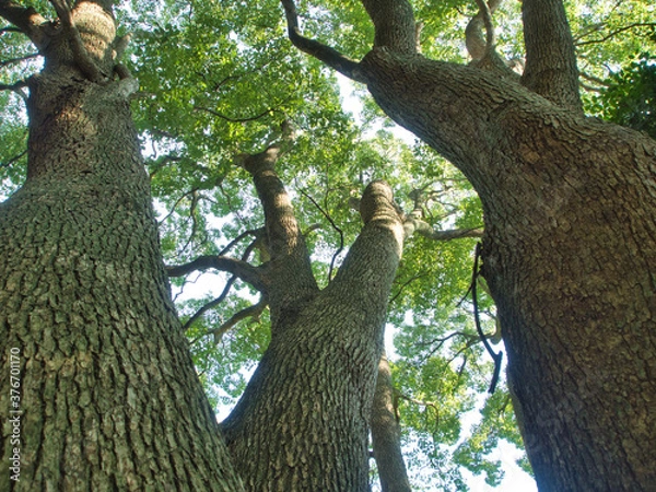 Obraz 夏のケヤキ大木三本見上げ