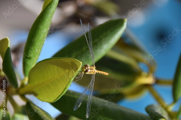 Obraz Libellule Jaune gros plan Sympetrum