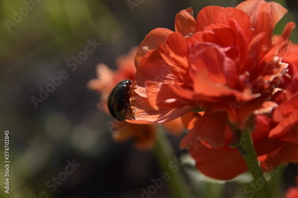Fototapeta Insecte  sur fleur rouge 