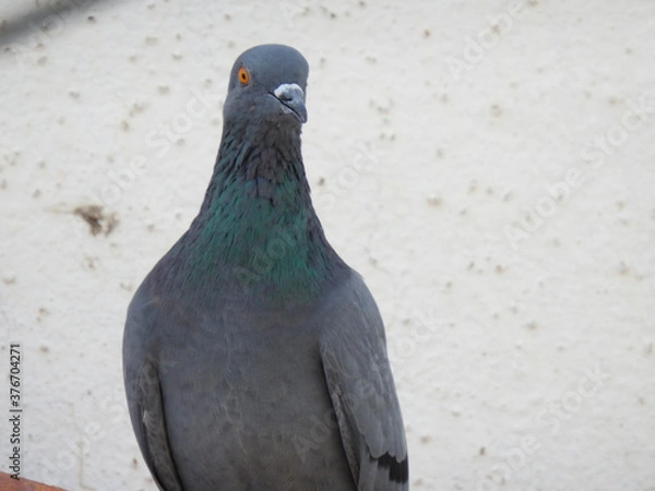 Obraz pigeon on the wall