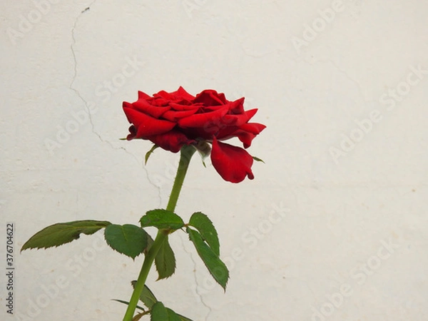Obraz red rose flower
