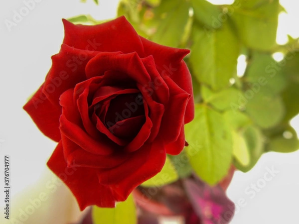 Obraz single red rose