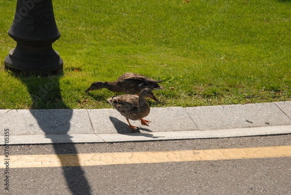 Obraz duckі in the park