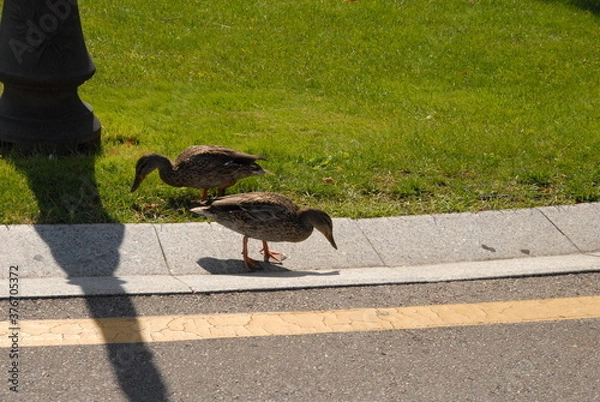 Obraz duckі in the park