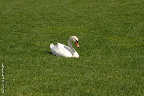 Obraz white swan in the grass