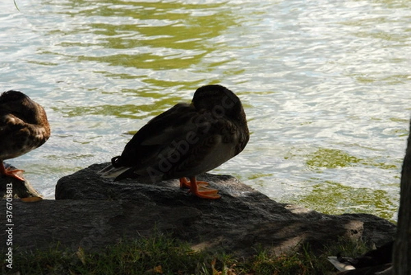 Obraz ducks on the lake
