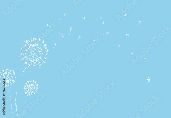 Fototapeta Dandelion with seeds blowing away on blue background. Summer plant. White silhouette of flower. Floral Vector Illustration