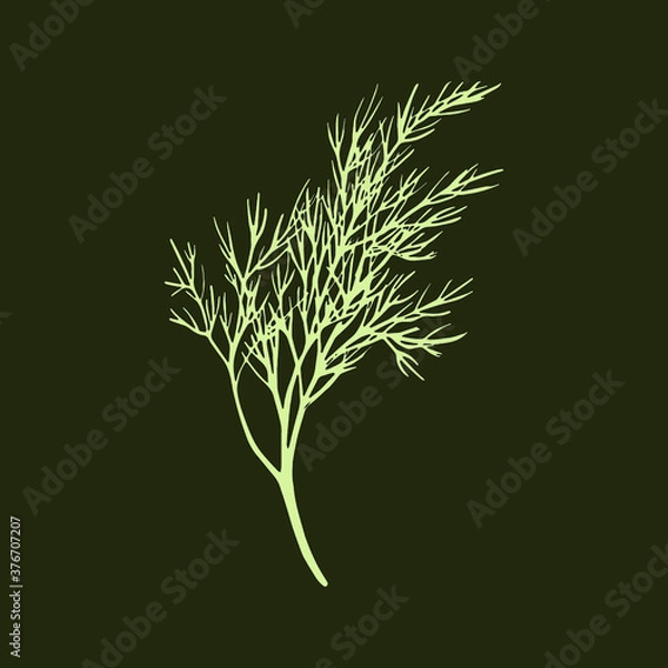 Fototapeta Fresh fennel branch isolated on dark green background. Dill bunch. Vector illustration.