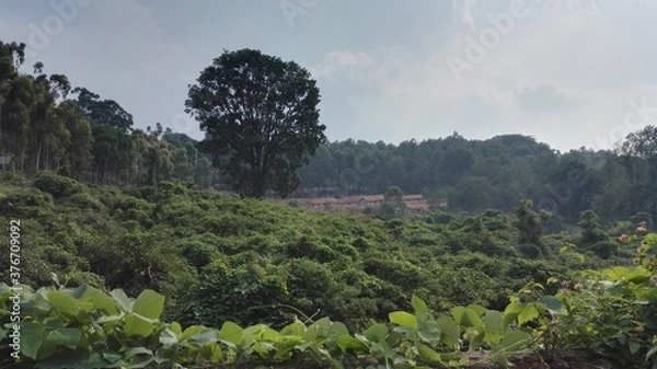 Fototapeta A day out at Yercaud