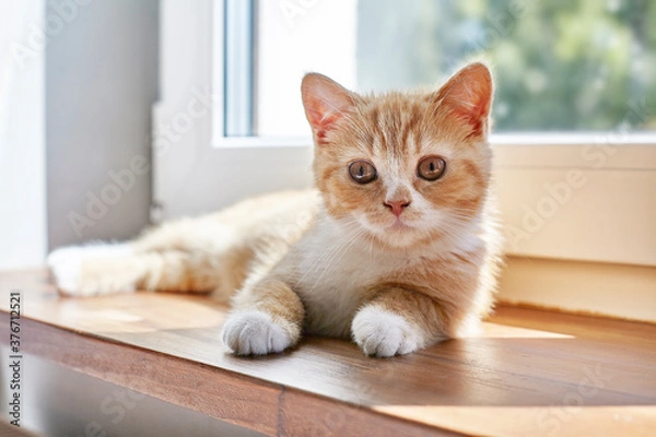 Fototapeta British ginger cat on the window
