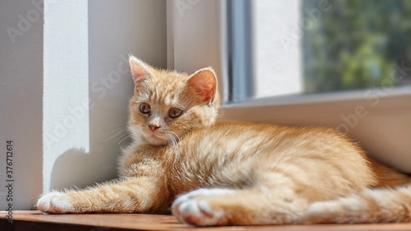 Fototapeta British ginger cat on the window