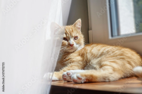 Fototapeta British ginger cat on the window