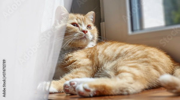 Fototapeta British ginger cat on the window